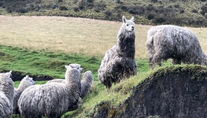 cotopaxi-hike-and-horse-takiri-travel