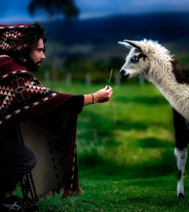 Andes Ecuador - alpaca feeding