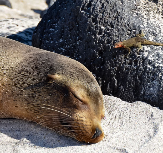 Ilhas Galápagos-11