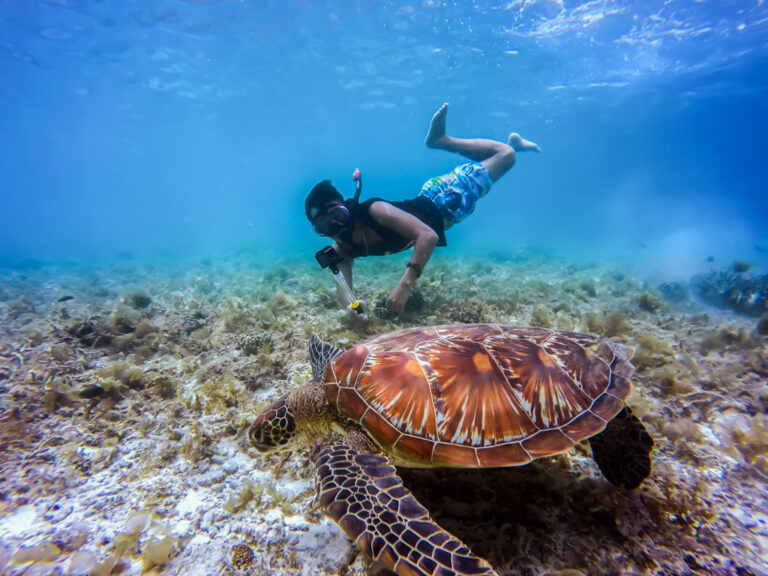 Ilhas Galápagos Snorkelling com tartaruga